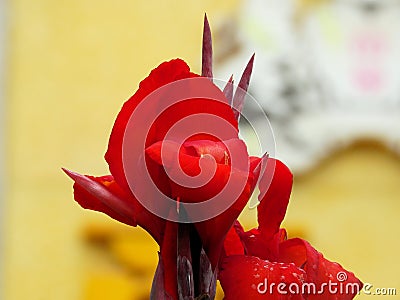 Canna flower Stock Photo